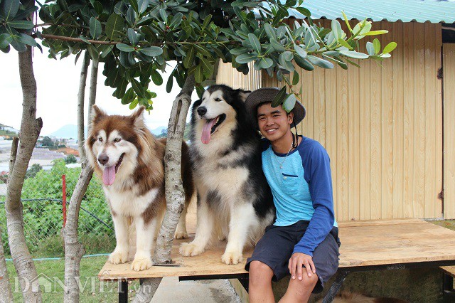 Nhân giống và nuôi chó cảnh được giới trẻ yêu thích ở Việt Nam hiện nay