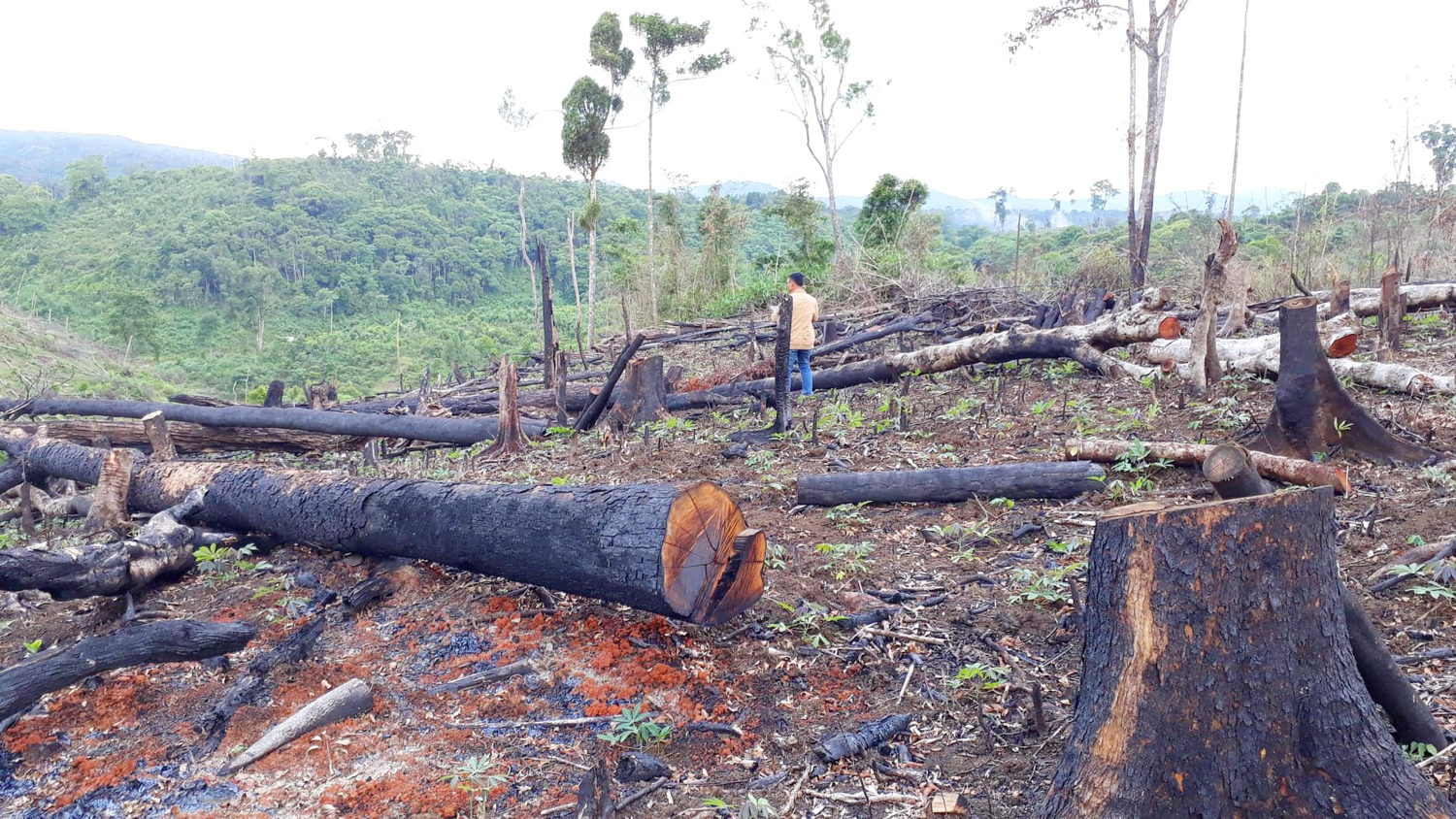 Gia Lai: Điều tra vụ chặt 336 cây gỗ
