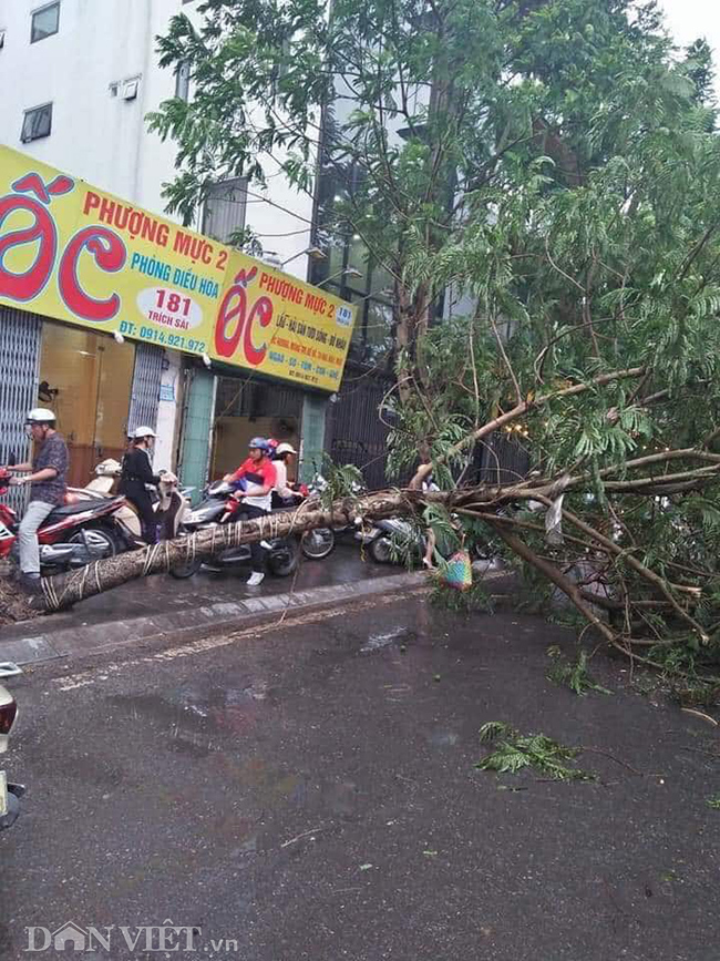 anh: cay do chan ngang duong ha noi do anh huong cua bao so 2 hinh anh 1