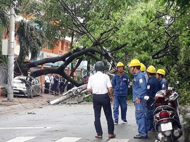 Cây xanh bật gốc làm cả khu vực mất điện, một ô tô bẹp dúm