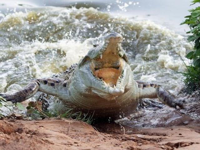 Cá sấu lên bờ ”cướp giật” cá trên tay cần thủ