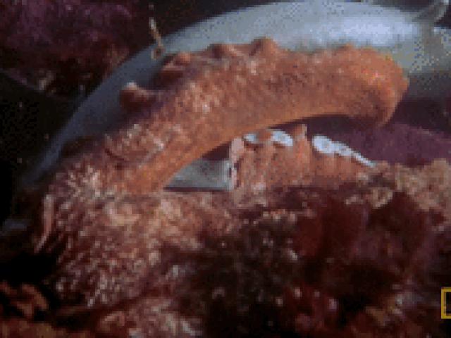 Kinh ngạc bạch tuộc khổng lồ dùng xúc tu giết chết cá mập