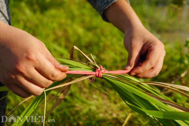 Sau khi đặt bẫy dọc theo mép ruộng,