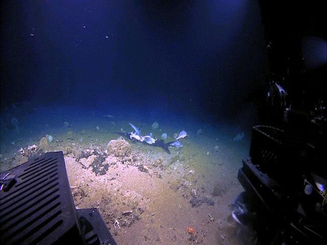 Video: Khoảnh khắc cá mập bị quái vật biển sâu nuốt trọn ở độ sâu 450m