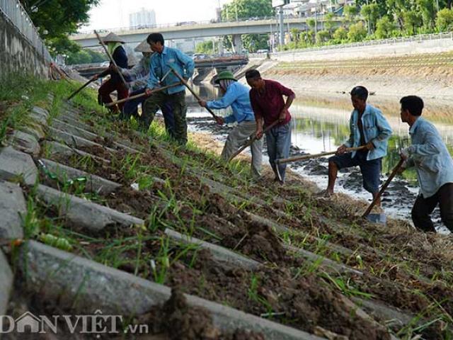 Ảnh, clip: Trồng cỏ lá tre trên 8.000 ô đất ven sông Tô Lịch