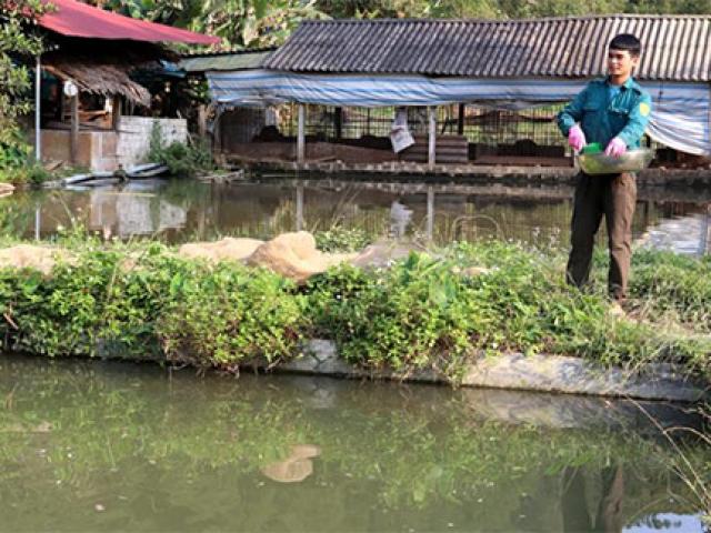 Yên Bái: Nhà nông trồng quế, nuôi cá, vươn lên làm giàu