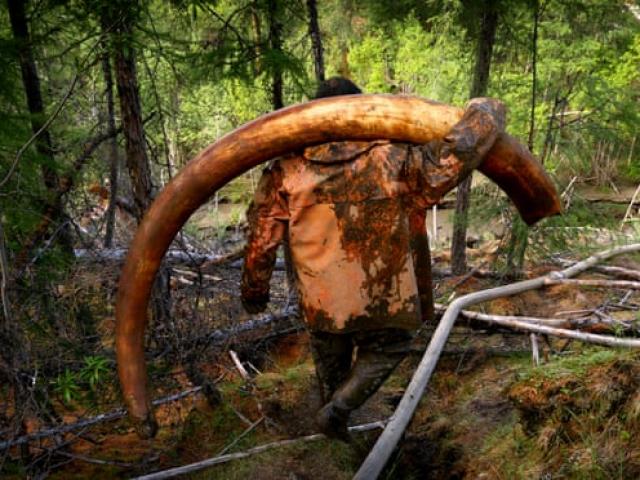 Nga lên cơn sốt săn ngà voi ma mút triệu USD để bán cho người Trung Quốc