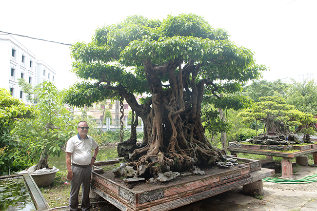 sanh co co re nhu cu nhan sam, khach tra 100 cay vang chu nhan van lac dau hinh anh 2