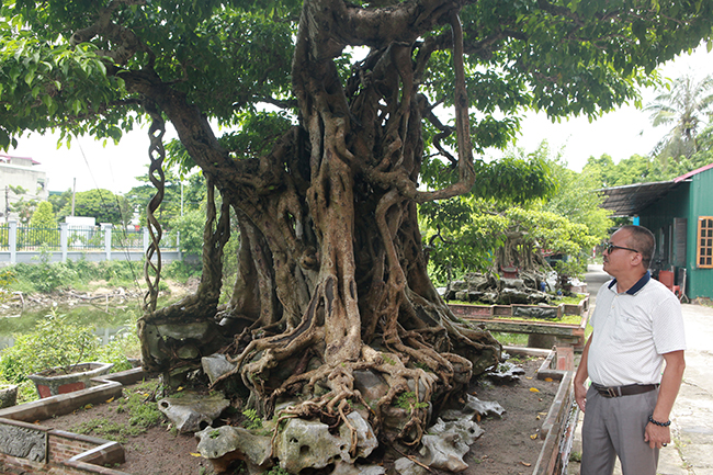 sanh co co re nhu cu nhan sam, khach tra 100 cay vang chu nhan van lac dau hinh anh 4