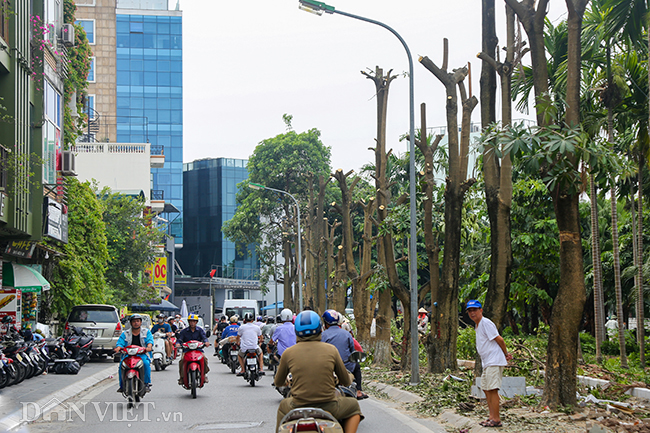 nguoi dan ven ho tay phan khoi nhin 108 cay hoa sua bi di doi hinh anh 2