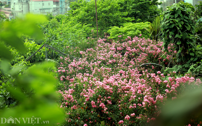 anh: khu vuon 100 goc hoa tuong vi dep lung linh o ha noi hinh anh 4