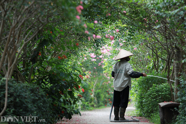 anh: khu vuon 100 goc hoa tuong vi dep lung linh o ha noi hinh anh 8