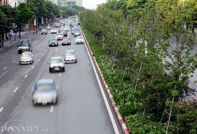 anh: hoa tuong vy khoe sac hong duoi tan phong la do o ha noi hinh anh 1