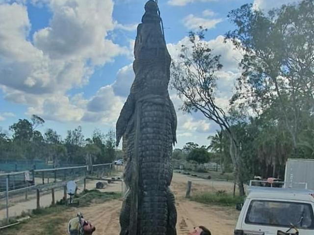 Úc: Mổ bụng cá sấu khổng lồ chết già, phát hiện điều đáng sợ