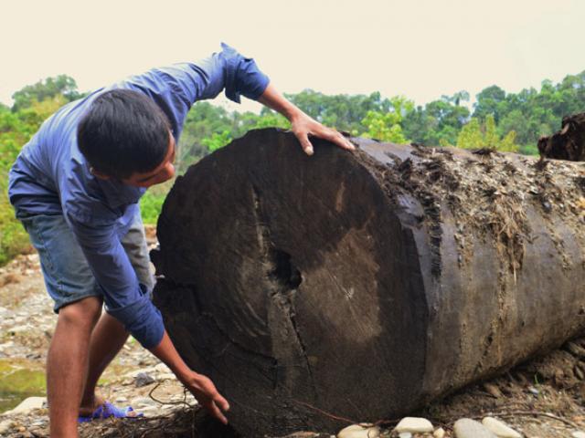 Cận cảnh khối gỗ quý kích thước ”khủng” người mò ốc phát hiện dưới suối