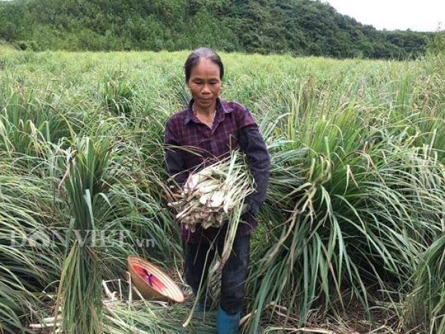 Thung lũng trồng cây nhìn như cỏ dại, tốt bời bời, tiền lời đều tay