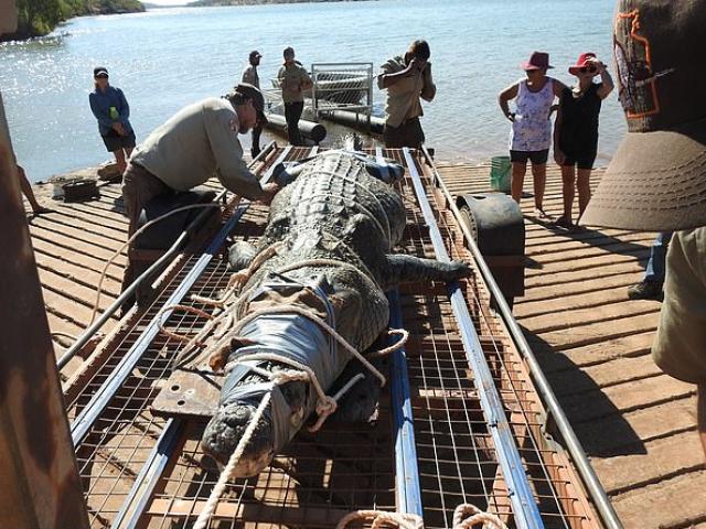 Úc: Cá sấu khổng lồ mò theo thuyền chở du khách, hôm sau bị tóm gọn