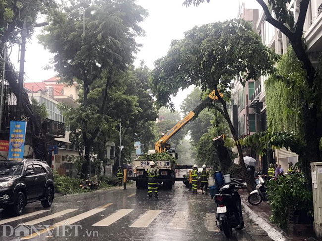 anh: hang loat cay xanh nghieng do do bao so 3 o ha noi hinh anh 2