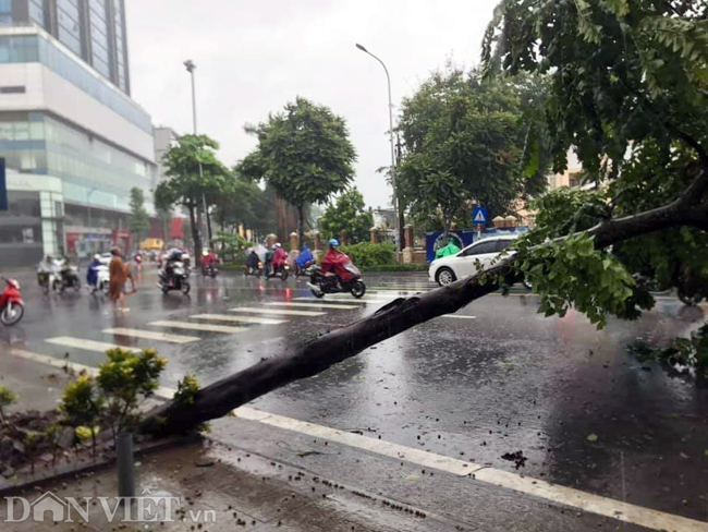 anh: hang loat cay xanh nghieng do do bao so 3 o ha noi hinh anh 3