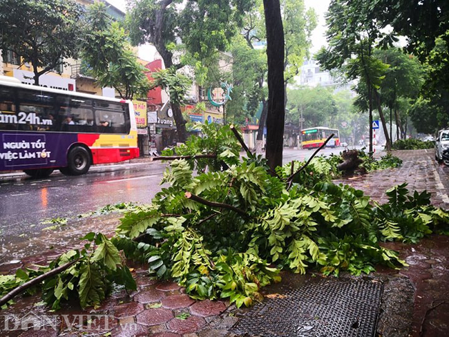 anh: hang loat cay xanh nghieng do do bao so 3 o ha noi hinh anh 7