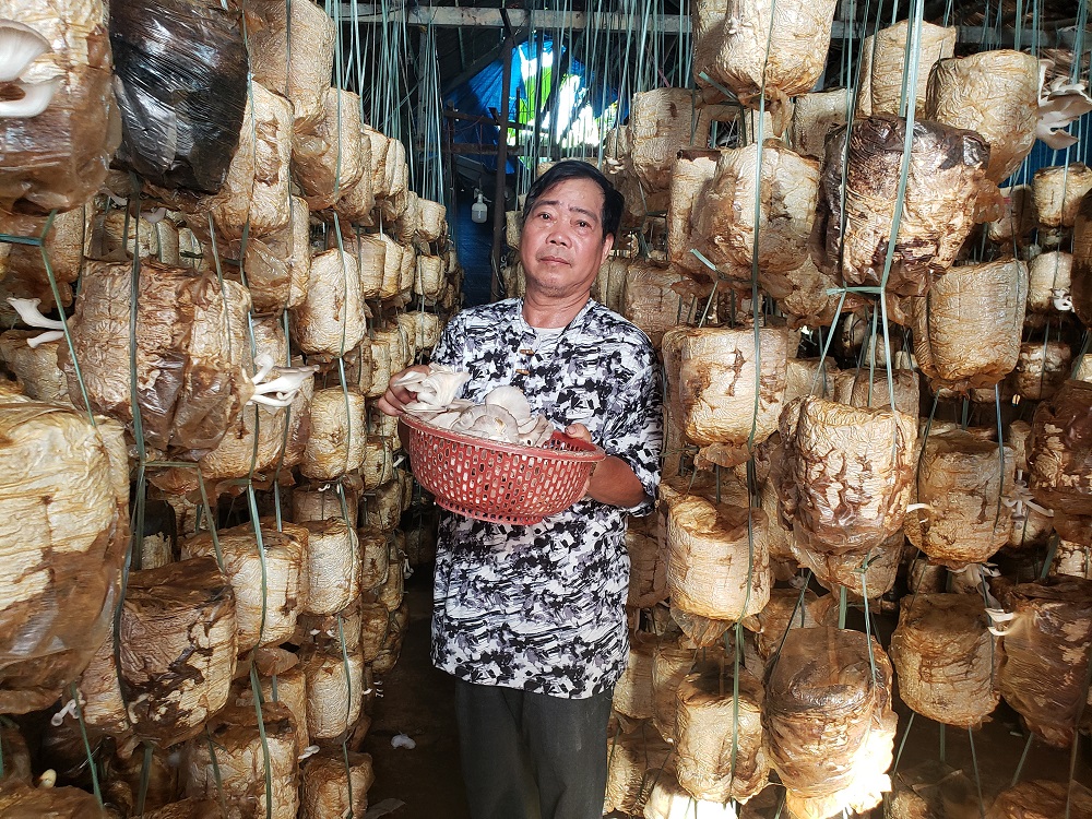 Đà Nẵng Phát triển nghề trồng nấm tạo thu nhập ổn định cho nông dân