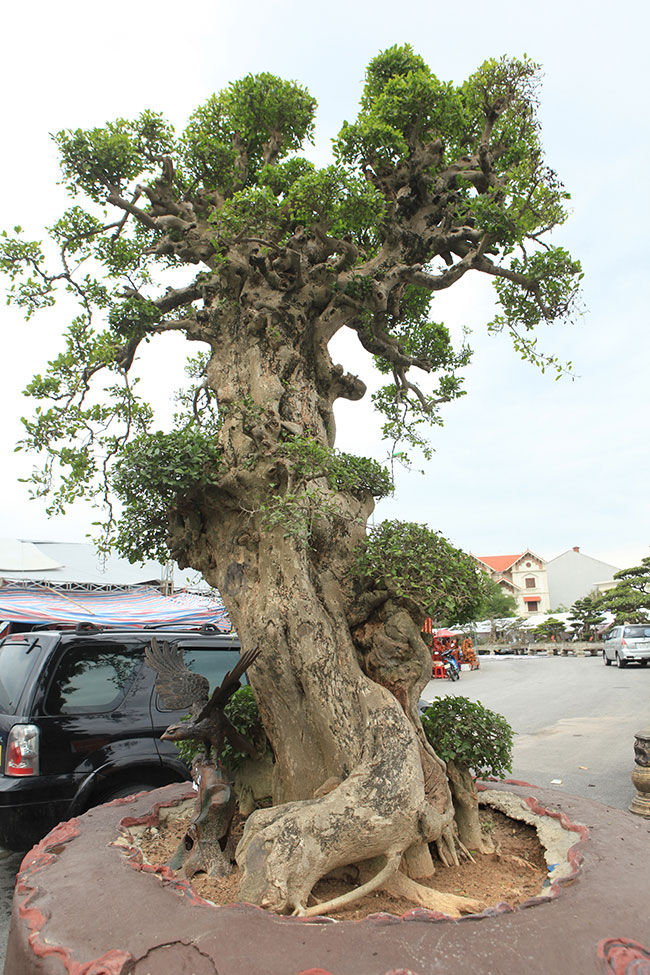 tuyet pham duoi co “gia dinh sum vay” cao 4m, gia hon 10 ty dong hinh anh 2