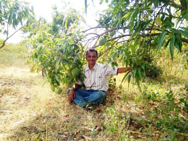 cay xoai ra 51 loai qua khac nhau, chu nhan moi tay dem tien hinh anh 4