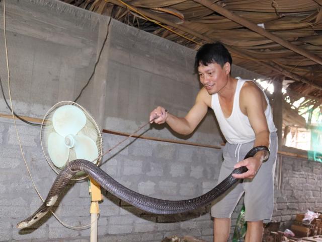 Ớn lạnh người đàn ông nuôi hơn 1.000 con 'mãng xà' cực độc ở Lào Cai