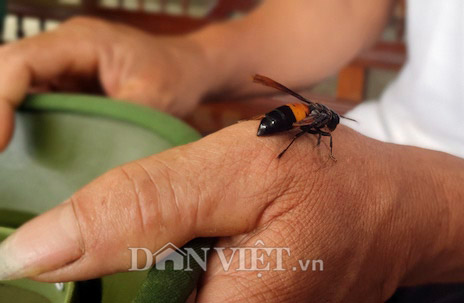 Nuôi ong vò vẽ là một hoạt động cực kỳ thú vị và có ích cho môi trường. Bạn sẽ được chiêm ngưỡng cảnh tượng một đàn ong nhỏ bé hoạt động và thu hoạch mật ngọt. Đến và xem hình ảnh để khám phá thêm điều thú vị về nuôi ong vò vẽ nhé!