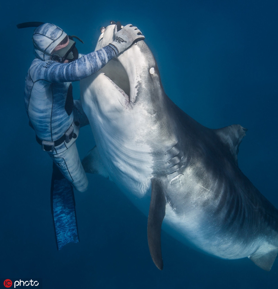Sốc hình ảnh thợ lặn thôi miên loài cá mập ăn thịt hung dữ nhất ...