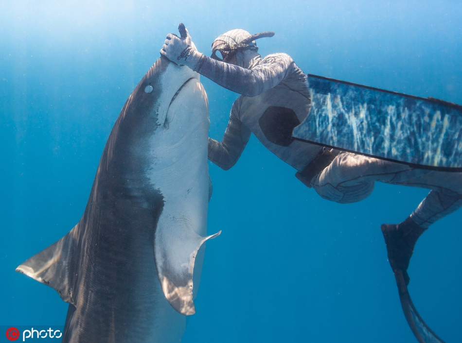 Shocking image of a diver hypnotizing the world's most ferocious predatory shark