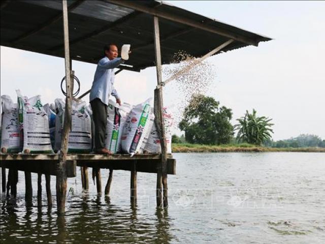 Chuyện lạ An Giang: Nuôi cá tra kiếm tiền tỷ, mua xe cứu thương, lo cho dân nghèo