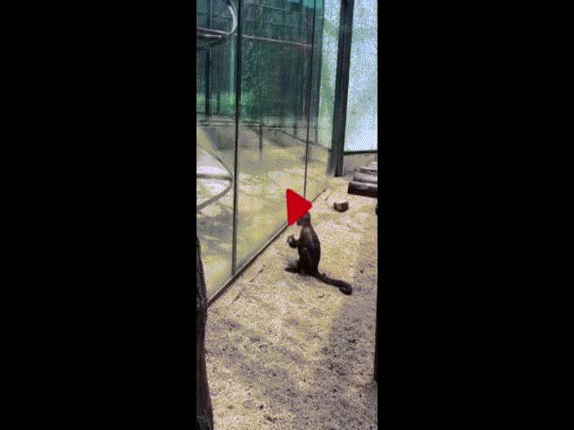 Video: Con khỉ tinh ranh vác đá đập vỡ lồng kính hòng tẩu thoát