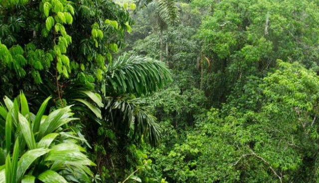 Các loài cây ở Amazon có thể tự tạo mưa cho chính mình trước khi mùa mưa đến