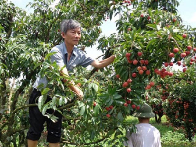 1001 cách làm ăn: Chăm sóc vải thiều sau thu hoạch với NPK Lâm Thao