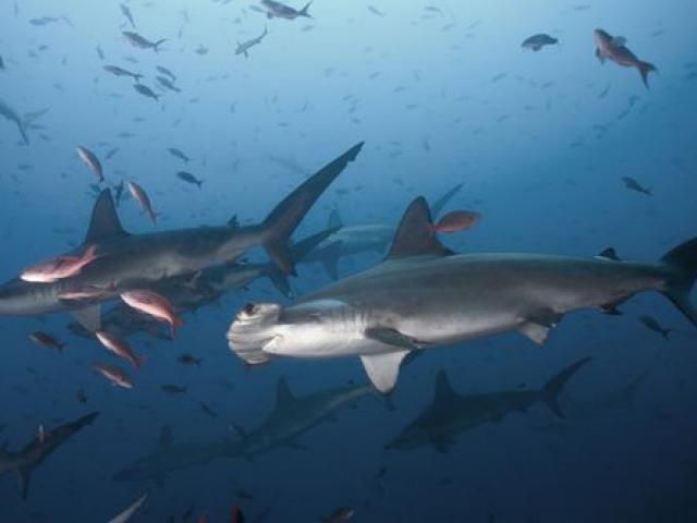 Đàn cá mập sát thủ ”bảo vệ” hòn đảo chứa kho báu 1 tỷ USD huyền thoại