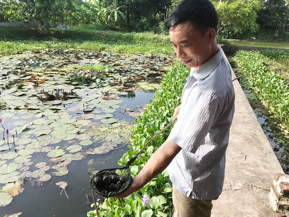 Về quê nuôi ốc nhồi đẻ khỏe lớn nhanh trai điều dưỡng đổi đời