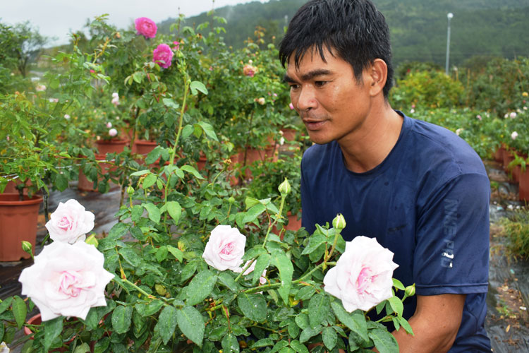 Hiệu quả mô hình trồng hoa hồng trên đất lúa