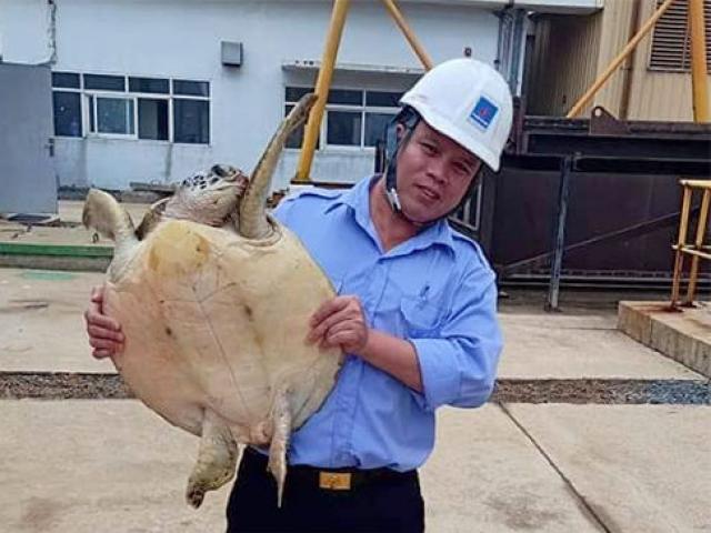 Rùa quý hiếm ”đi lạc” vào hồ nhà máy nhiệt điện Vũng Áng