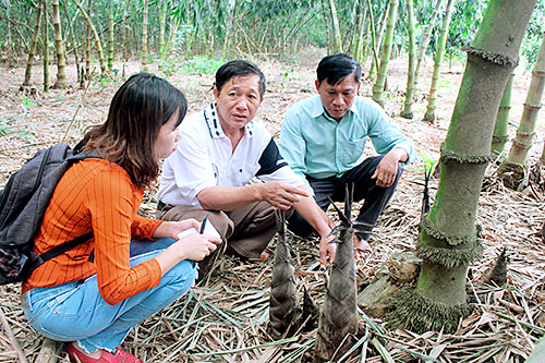 Nhàn như trồng tre Điền Trúc  Vĩnh Long Online