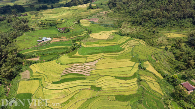 anh: ngo ngang mua lua chin o cao bang nhin tu camera bay hinh anh 10