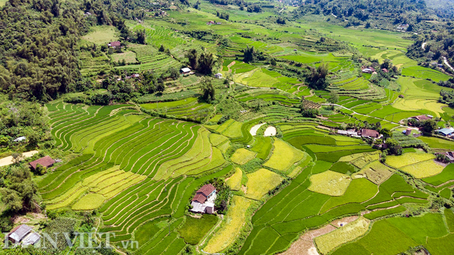 anh: ngo ngang mua lua chin o cao bang nhin tu camera bay hinh anh 5