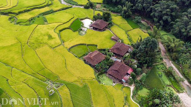 anh: ngo ngang mua lua chin o cao bang nhin tu camera bay hinh anh 6