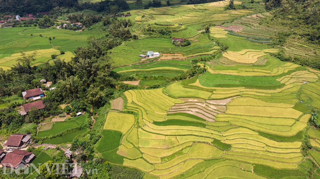 anh: ngo ngang mua lua chin o cao bang nhin tu camera bay hinh anh 8