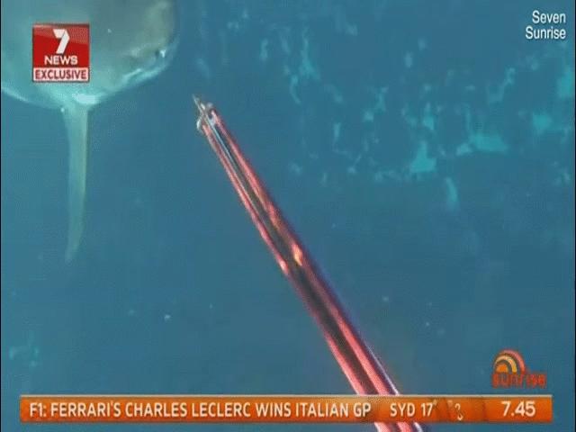 Úc: 9 phút kinh hoàng đối đầu với cá mập trắng khổng lồ
