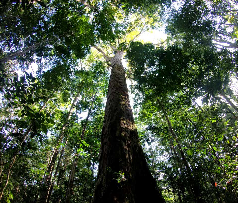 Cây cao nhất trong rừng Amazon cao thêm 50% một cách bí ẩn
