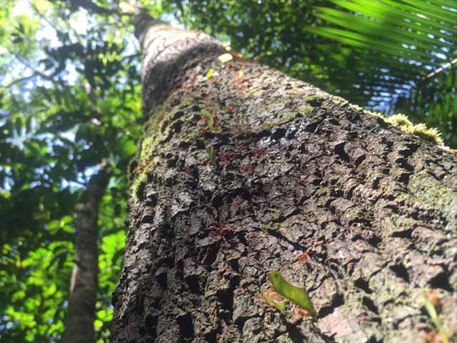 NÓNG nhất tuần: Cây cao nhất rừng Amazon cao vọt thêm 50%