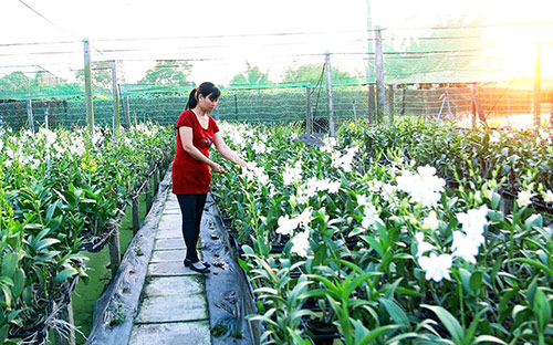Cô nông dân xinh đẹp Tây Ninh làm giàu từ nghề trồng hoa lan cấy mô