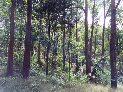 Khuyến khích trồng rừng gỗ lớn gắn với cấp chứng chỉ rừng quốc tế   baotintucvn