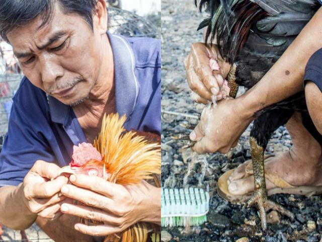 Hai Hùng- gã chà chân, lau mặt, súc miệng cho gà lão luyện ở An Giang